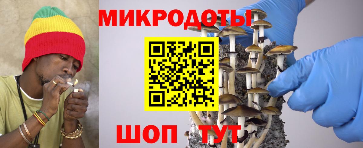 Псилоцибиновые грибы Psilocybe Улан-Удэ
